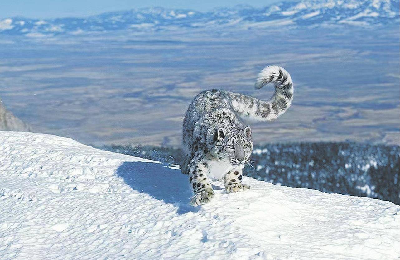皇冠信用网代理如何注册
_男子猎杀雪豹并剥皮加工皇冠信用网代理如何注册
,两月后又猎杀北山羊食用 涉案价值55万元,获刑5年