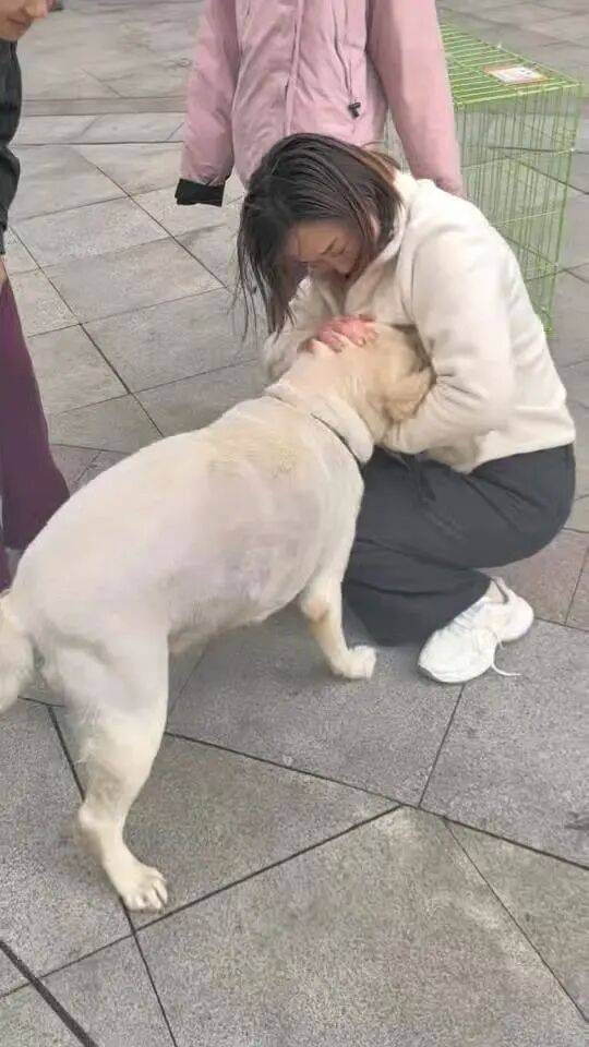 皇冠信用网怎么代理_青岛一只拉布拉多犬走失三月后皇冠信用网怎么代理，长沙街头被网友发现并收留，目前犬只已被送回犬主身边