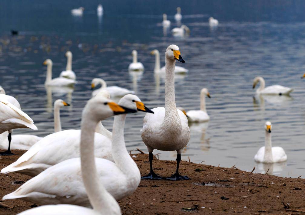 皇冠登入网址_山西芮城圣天湖变身大天鹅越冬乐园